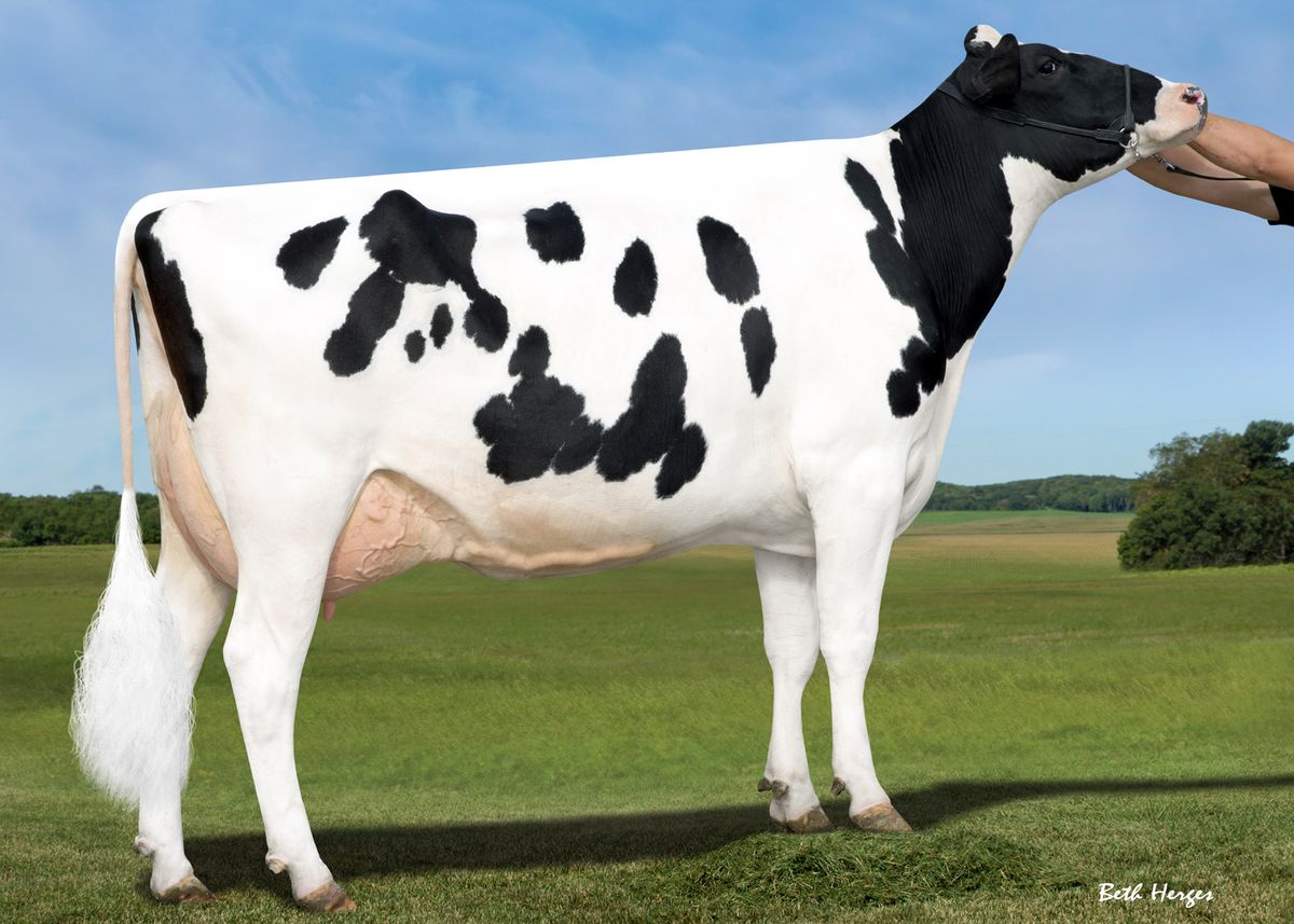 SANDY-VALLEY NU PRECIOUS-ET VG88 – foundation cow of family of PIASTRI