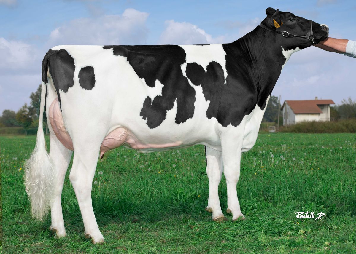 IT001991301797 VANZETTI PURSUIT E-GIRL – Vanzetti Holstein, Candiolo (TO) – madre di MANCINI