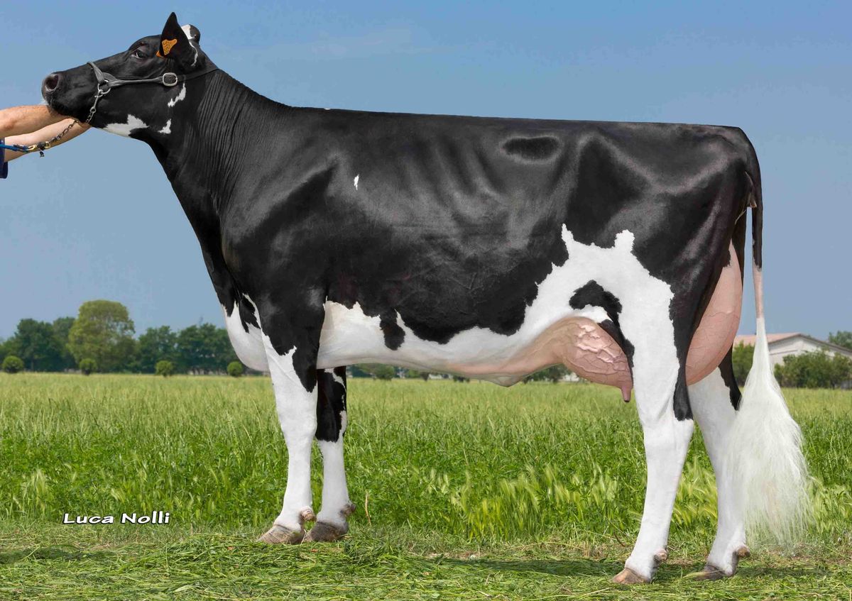IT017991293156 ZANI SUPERSIRE ORIETTA – 5th dam of AGATON