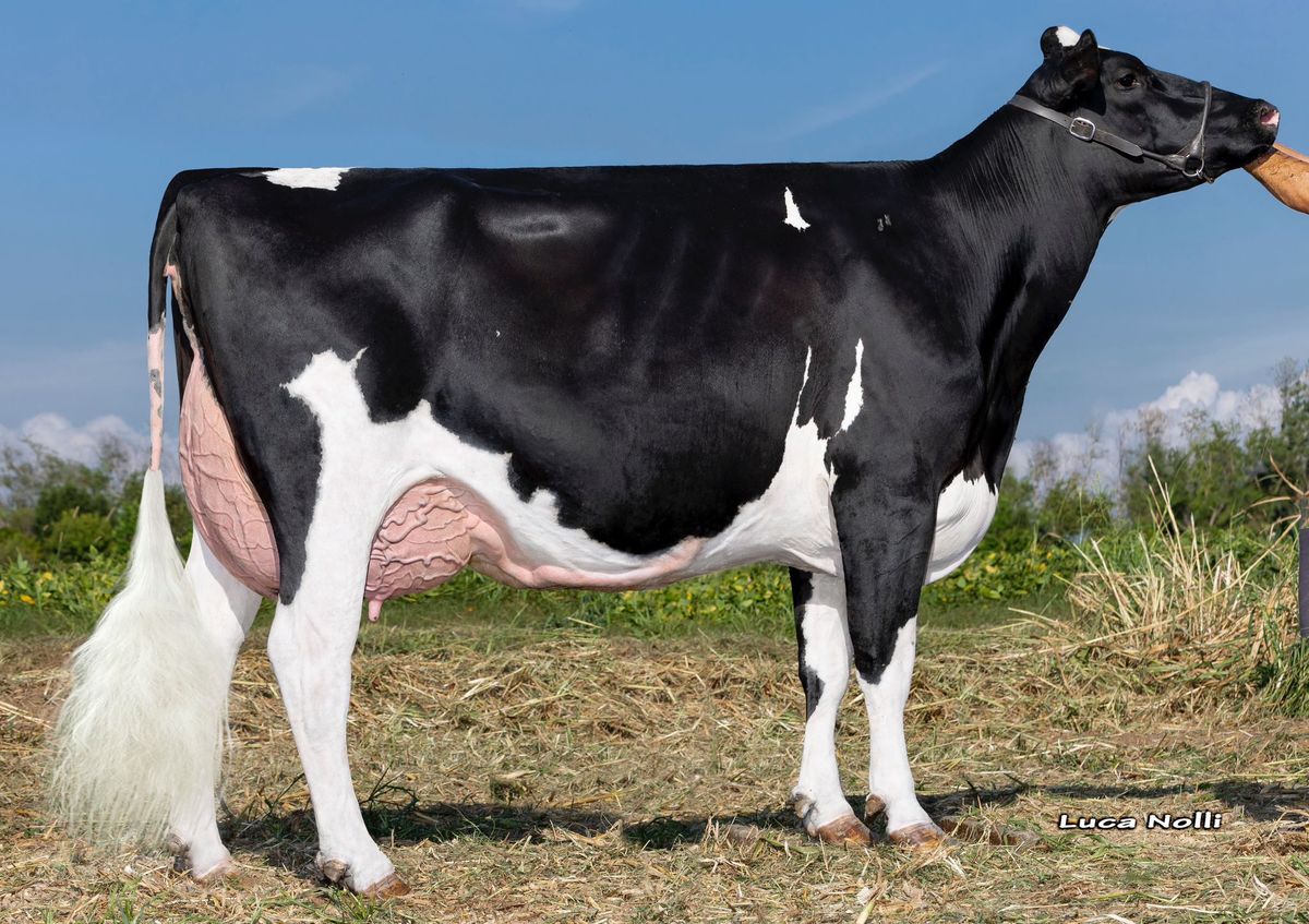 ZANI CHARL LINIAN ET EX90 – nonna di LEON – Agricola Zani, Ghedi BS