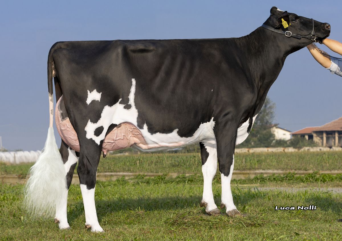 GPlus NH Gladius Moncleur VG85 – madre di JEANS