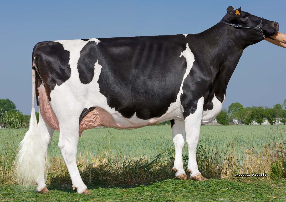 IT017991580153_ZANI SILVER AMBRA ET VG86 – 4th dam of ORANGE RF