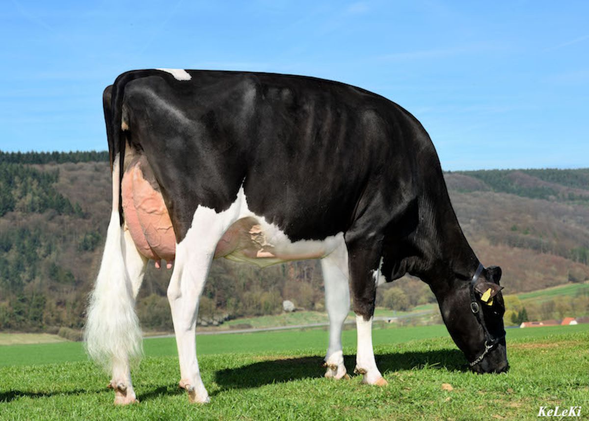 NH HS Balisto Marilyn Monroe – 4th dam of JEANS 4a madre: NH HS BALISTO MARILYN MONROE