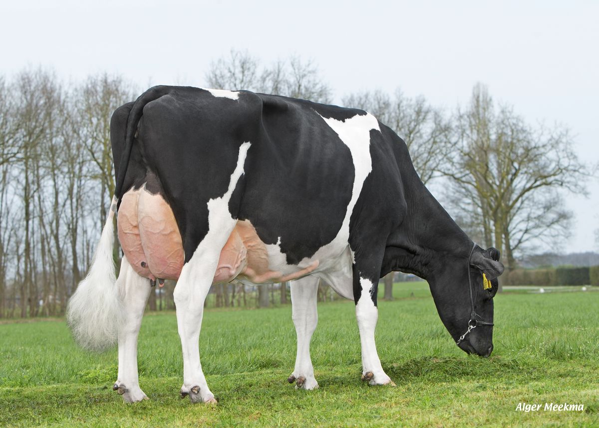 M1903045 – dam of RIGENTO