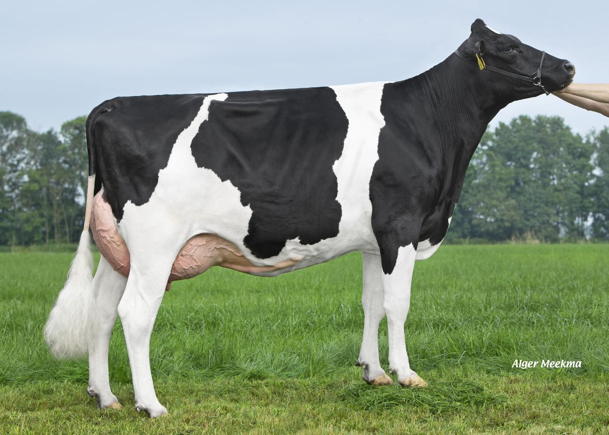 M2107006 grand dam of RIGENTO