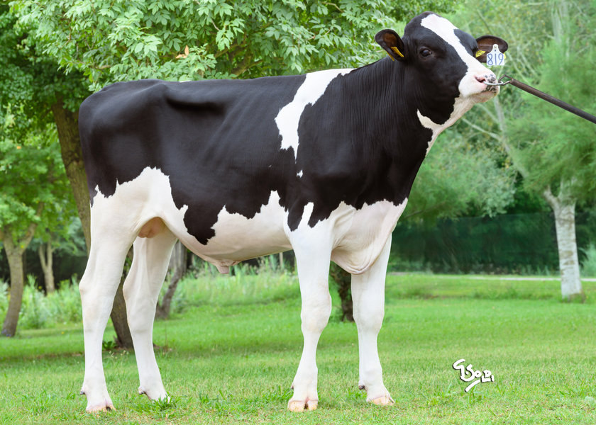 DE000542760418 SUENO web_risultato