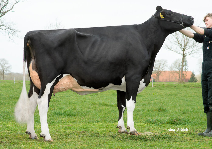 GGA JOY – 3rd dam of Jorit PP_risultato