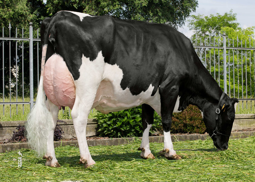 IT001991325557 ELSI – Soc. Agr. Cascina Belvedere S.S. – None (TO) pasc – madre di BELLAVISTA_risultato