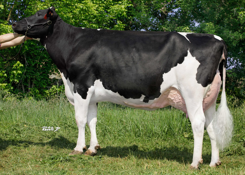 IT019992081632 CRISTELLA SCHIERA ET (2a lattazione) – Balestreri Donatella, San Daniele Po (CR) – madre di NAZARIO_risultato