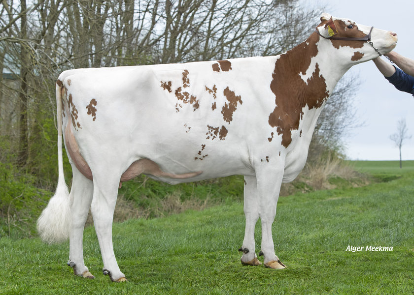 Lakeside Ups Red Range NL 761387020 – 4th dam of REDRAVE_risultato