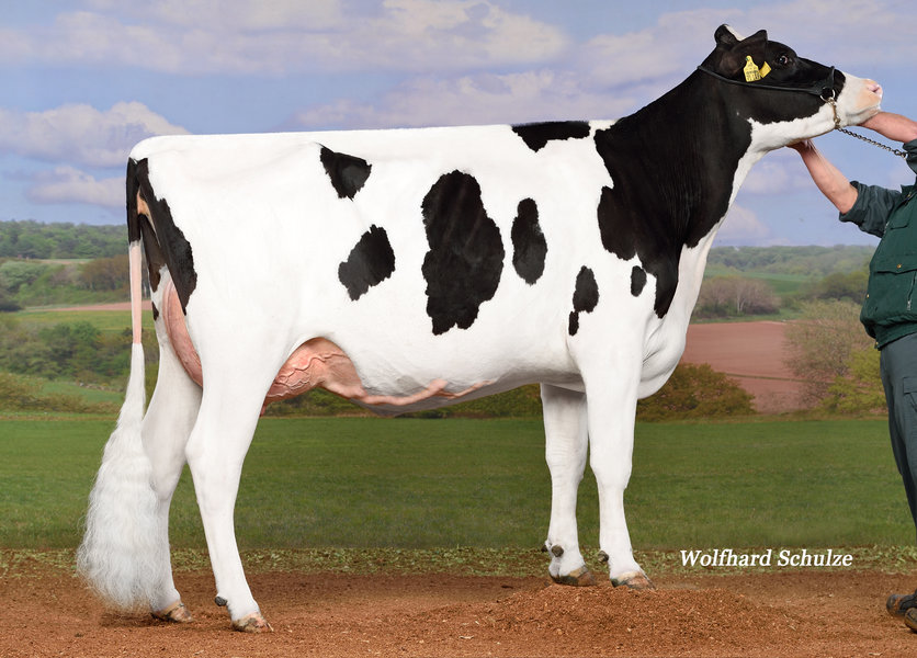 Missemino DE 0359771149 – 3rd dam of SUZUKA_risultato