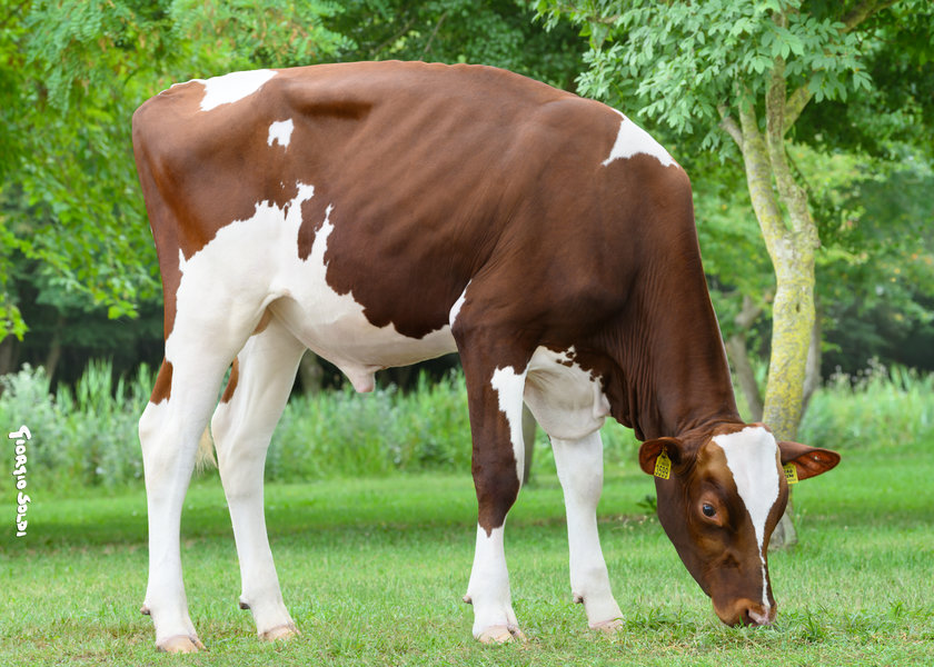 NL000965235992 REDRAVE web_risultato