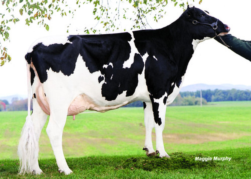 Pen-Col Mtoto Dima-ET – vacca di fondazione_risultato