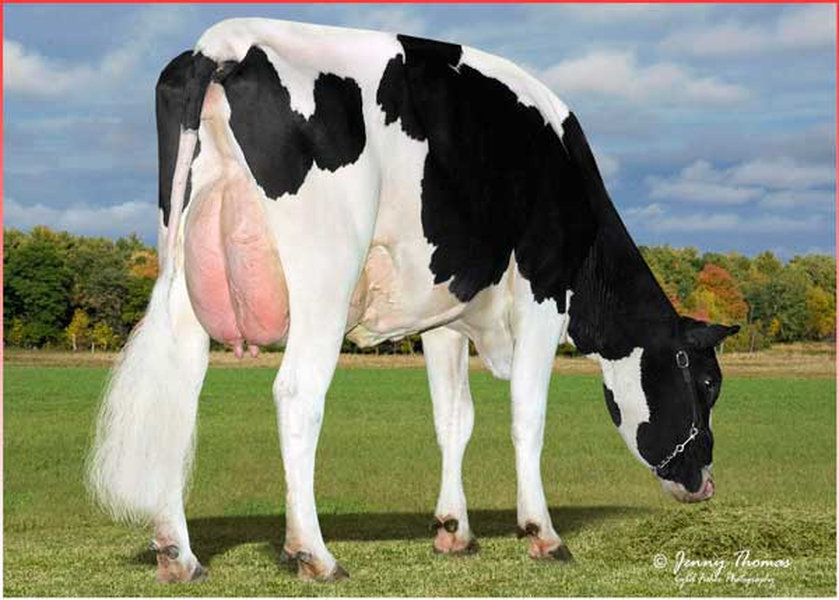 S-S-I MONT 8646 10720-ET – dalla stessa famiglia di KESSEL_risultato