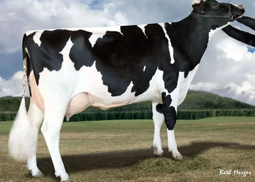 Schillview Jet Stream Goose – vacca di fondazione_risultato