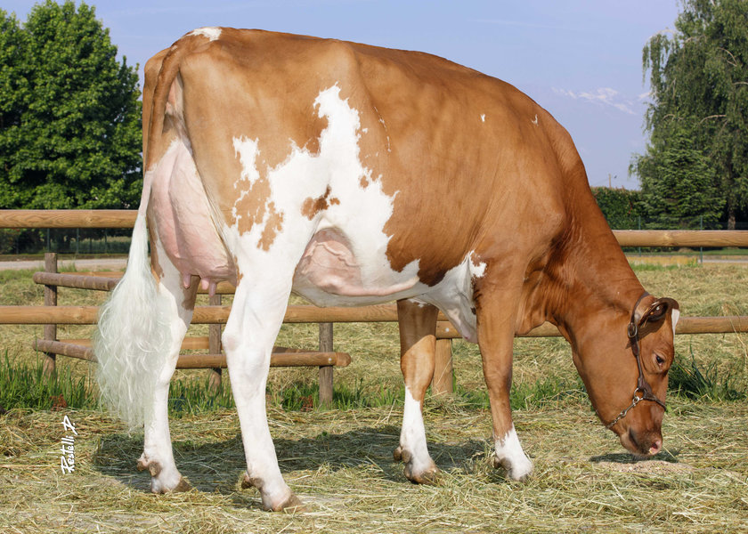 _W1A0047-IT001991503829.2512.RANGER RED.Cna RIMBOSIO.VILLAFRANCA PIEMONTE(TO)_risultato