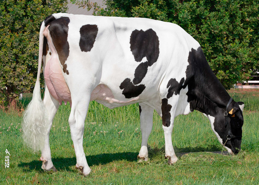 IT019992430043 GO-FARM MARY ET – Go-Farm di Gozzini Luca, Claudia e Liborio Fabio Soc. Agr. – Casalmorano (CR) pasc_risultato