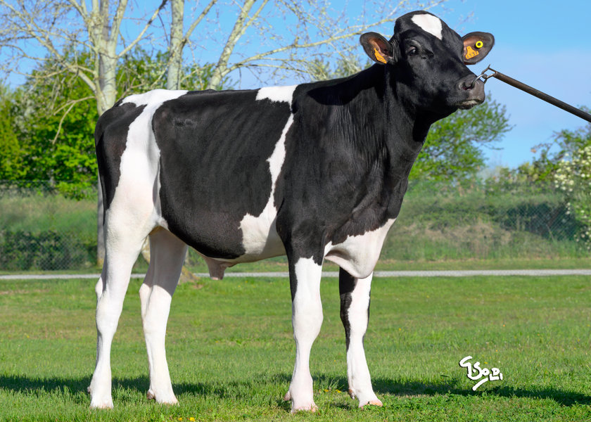 IT019992694137 MIROSH web_risultato