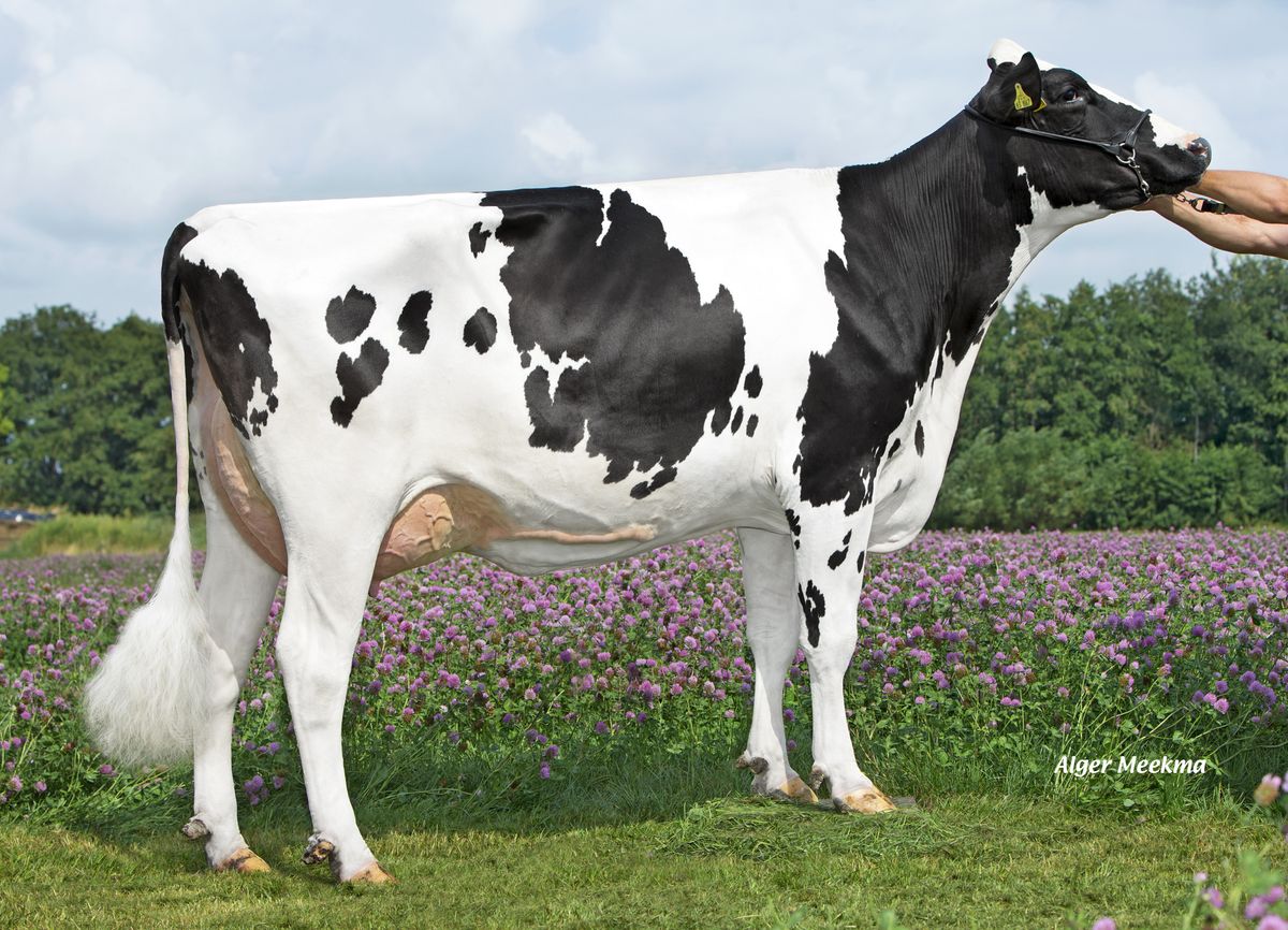 DE0539063867 WILDER K41 – 2nd dam of KASTELLI
