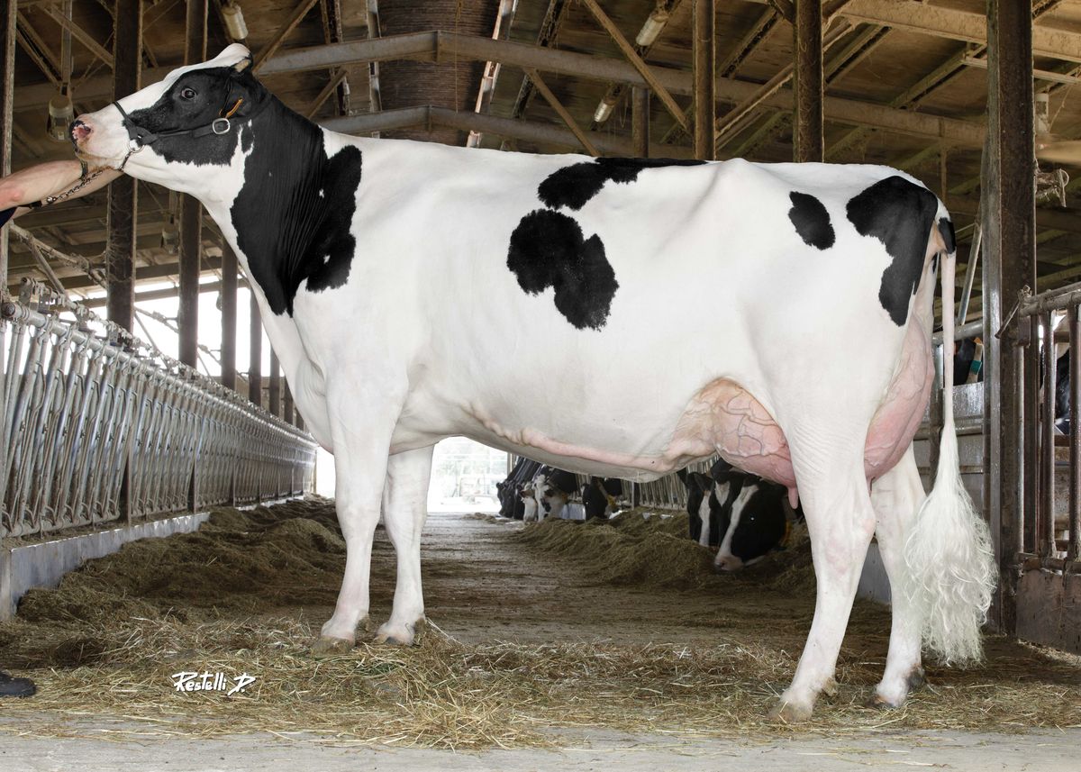 IT004992337200 ALL.GEA ELECTRA – Gullino Enrico E Andrea Soc. Agr. – Scarnafigi – (CN) – madre di GULLO